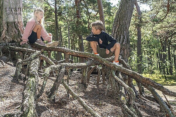 Zwei Kinder  7 und 10 Jahre alt  spielen auf Luftwurzeln im Wald in Ystad  Schonen  Schweden  Skandinavien  Europa