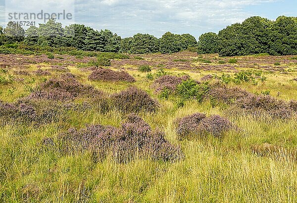 Gewöhnliches Heidekraut oder Leng  Colluna vulgaris  in Blüte auf Heideland in den Suffolk Sandlings  Schottland  Suffolk  England  UK