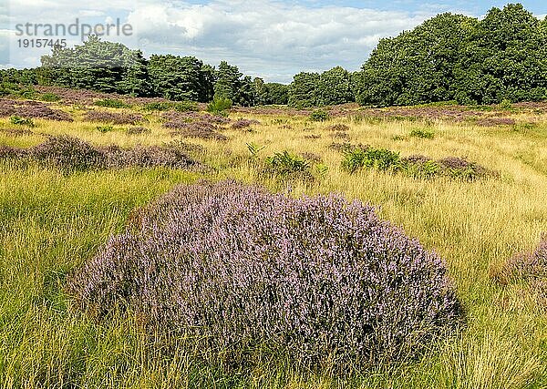 Gewöhnliches Heidekraut oder Leng  Colluna vulgaris  in Blüte auf Heideland in den Suffolk Sandlings  Schottland  Suffolk  England  UK