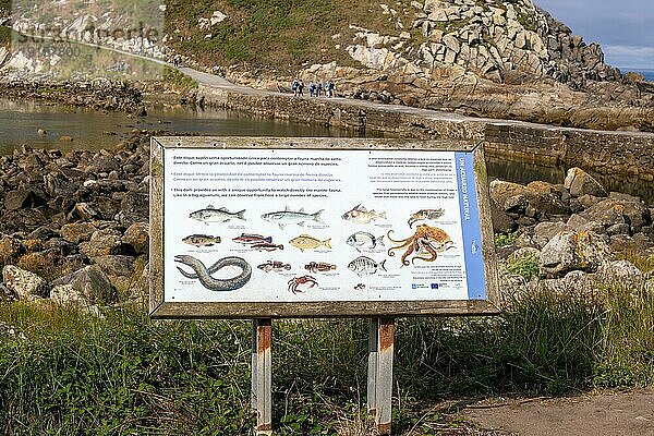 Informationsschild zur Identifizierung von Fischarten  Terrestrischer Meeresnationalpark der Atlantischen Inseln Galiciens  Archipel der Cies Inseln  Spanien  Europa