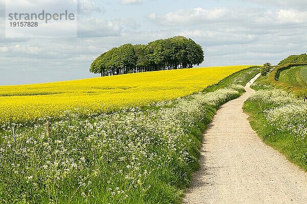 Der Ridgeway  ein alter prähistorischer Weg durch die Kreidelandschaft bei Hackpen Hill  Wiltshire  England  Großbritannien  Europa