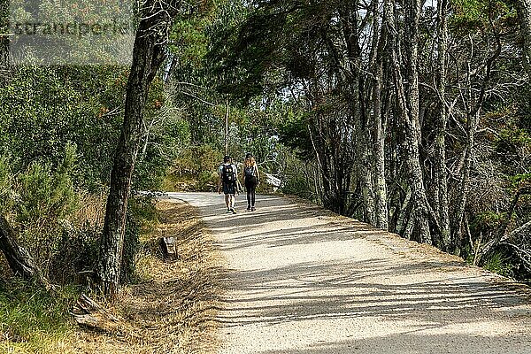 Zwei Personen beim Spaziergang im Wald  Isla del Faro  Cies Inseln  Nationalpark Atlantische Inseln  Galicien  Spanien  Europa