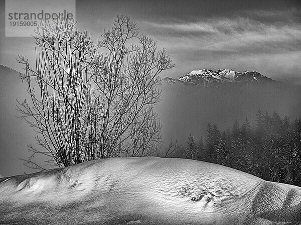 Busch im Schnee Gegenlicht und Nebel vor Bergen in Winter  schwarz-weiß  Bayern