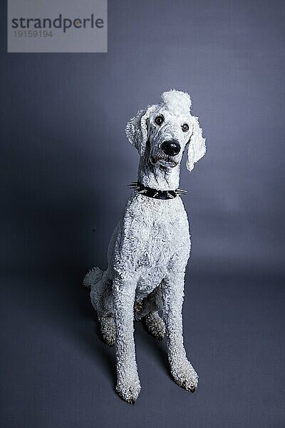 Weißer Hund  Pudel  Königspudel  Großpudel mit Irokesenschnitt und Stachelhalsband als Punk  Tierportrait  Studioaufnahme  Köln  Nordrhein-Westfalen  Deutschland  Europa