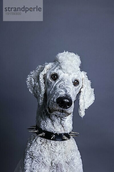 Weißer Hund  Pudel  Königspudel  Großpudel mit Irokesenschnitt und Stachelhalsband als Punk  Tierportrait  Studioaufnahme  Köln  Nordrhein-Westfalen  Deutschland  Europa