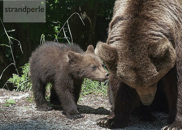 Erwachsener Europäischer Braunbär (Ursus arctos arctos) mit Jungtier  Siebenbürgen  Karpaten  Rumänien  Europa