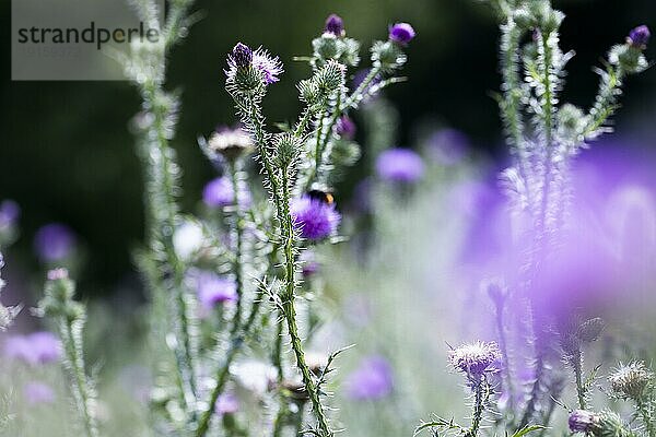 Blühende Distel (Carduus)  Wegdistel (Carduus acanthoides) im Gegenlicht auf einem Feld  Köln  Nordrhein-Westfalen  Deutschland  Europa