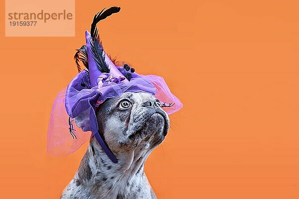 Französische Bulldogge Hund mit Halloweenkostüm Hexenhut auf orangefarbenen Hintergrund mit Kopie Raum