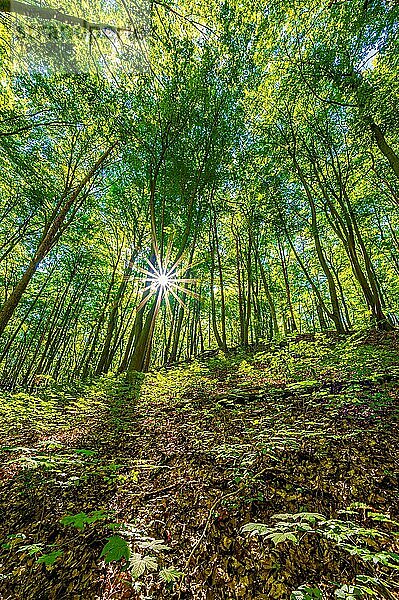 Sonnenstern in einem Laubwald im Sommer  Jena  Thüringen  Deutschland  Europa