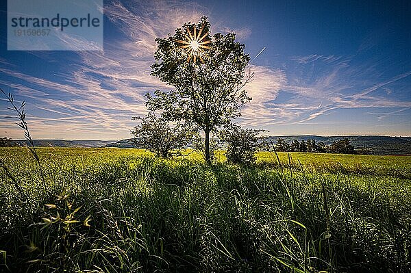 Einsamer Laubbaum auf einem Feld mit Sonnenstern  Jena  Thüringen  Deutschland  Europa