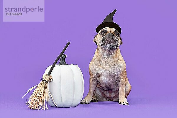 Französische Bulldogge Hund mit Halloweenkostüm Hexenhut neben Kessel auf lila Hintergrund