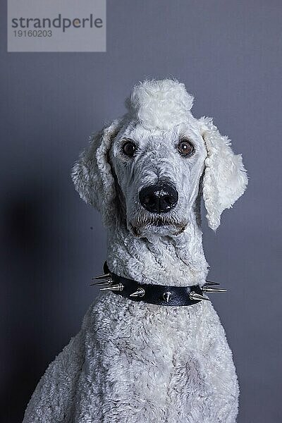 Weißer Hund  Pudel  Königspudel  Großpudel mit Irokesenschnitt und Stachelhalsband als Punk  Tierportrait  Studioaufnahme  Köln  Nordrhein-Westfalen  Deutschland  Europa