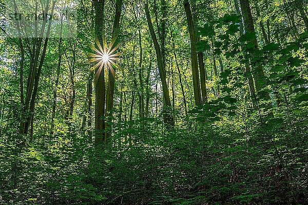 Sonnenstern in einem Laubwald  Jena  Thüringen  Deutschland  Europa