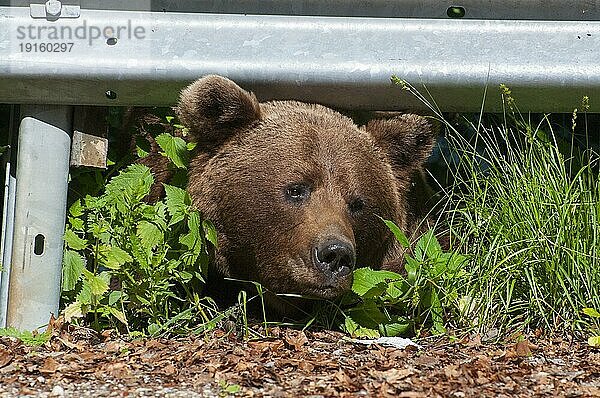 Erwachsener Europäischer Braunbär (Ursus arctos arctos)  Siebenbürgen  Karpaten  Rumänien  Europa