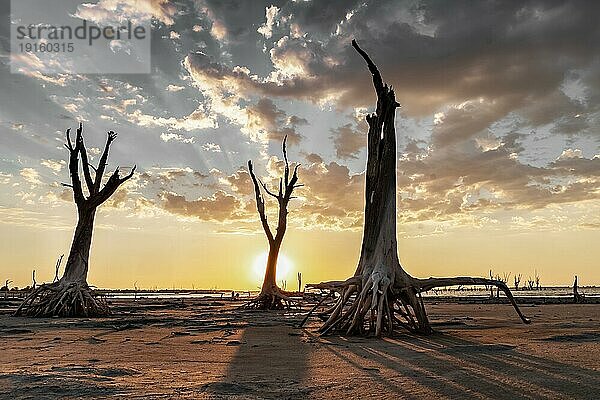 Dramatische Landschaft mit trockenen Bäumen im Gegenlicht bei Sonnenuntergang. Klimawandel  globale Erwärmung und Wasserkrise