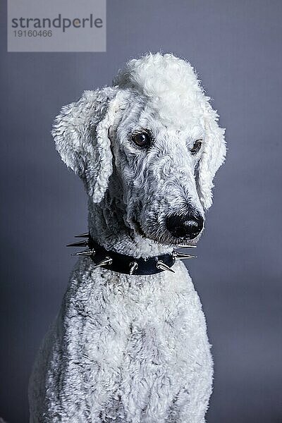 Weißer Hund  Pudel  Königspudel  Großpudel mit Irokesenschnitt und Stachelhalsband als Punk  Tierportrait  Studioaufnahme  Köln  Nordrhein-Westfalen  Deutschland  Europa