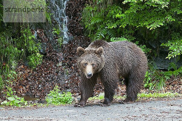 Erwachsener Europäischer Braunbär (Ursus arctos arctos)  Siebenbürgen  Karpaten  Rumänien  Europa