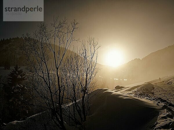 Busch im Schnee Gegenlicht und Nebel vor Bergen in Winter  Bayern