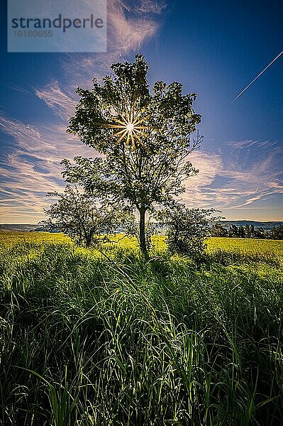 Einsamer Laubbaum auf einem Feld mit Sonnenstern  Jena  Thüringen  Deutschland  Europa