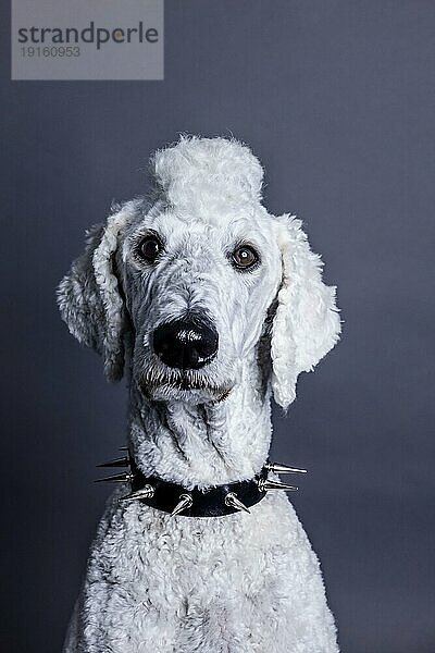 Weißer Hund  Pudel  Königspudel  Großpudel mit Irokesenschnitt und Stachelhalsband als Punk  Tierportrait  Studioaufnahme  Köln  Nordrhein-Westfalen  Deutschland  Europa