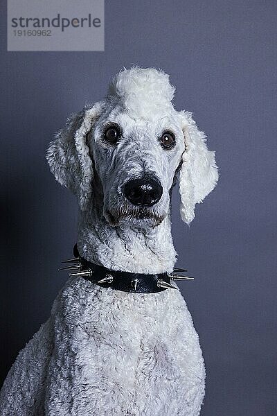 Weißer Hund  Pudel  Königspudel  Großpudel mit Irokesenschnitt und Stachelhalsband als Punk  Tierportrait  Studioaufnahme  Köln  Nordrhein-Westfalen  Deutschland  Europa