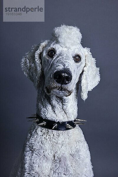 Weißer Hund  Pudel  Königspudel  Großpudel mit Irokesenschnitt und Stachelhalsband als Punk  Tierportrait  Studioaufnahme  Köln  Nordrhein-Westfalen  Deutschland  Europa