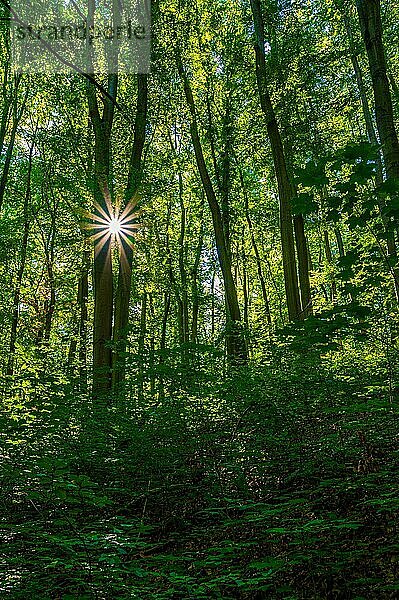 Sonnenstern in einem Laubwald  Jena  Thüringen  Deutschland  Europa