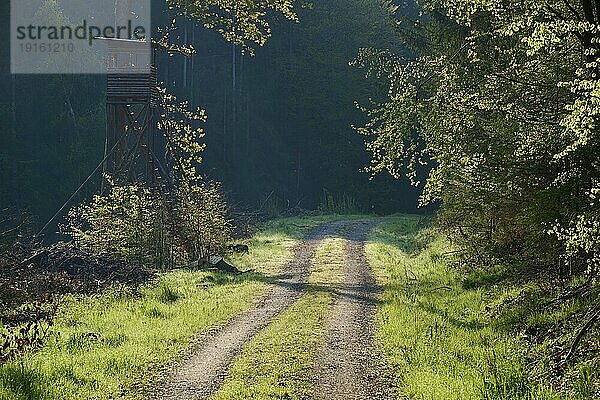 Waldweg  Jagdkanzel  Gegenlicht  Morgen  Frühling  Vielbrunn  Michelstadt  Odenwald  Hessen  Deutschland  Europa