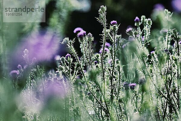 Blühende Distel (Carduus)  Wegdistel (Carduus acanthoides) im Gegenlicht auf einem Feld  Köln  Nordrhein-Westfalen  Deutschland  Europa