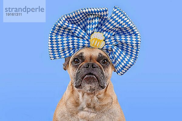 Oktoberfest Französische Bulldogge Hund trägt große blaue und weiße Schleife mit Bierkrug auf dem Kopf vor blauem Hintergrund