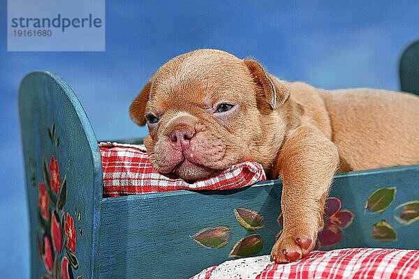 Choco Red Französisch Bulldogge Hundewelpe im Bett vor blauem Hintergrund