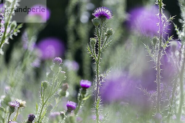 Blühende Distel (Carduus)  Wegdistel (Carduus acanthoides) im Gegenlicht auf einem Feld  Köln  Nordrhein-Westfalen  Deutschland  Europa