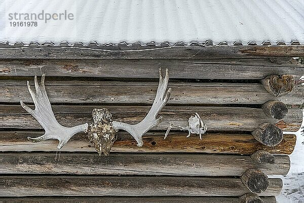 Elch und Rentiergeweih hängen draußen an der Wand einer Blockhütte  Holzhütte im Winter  Lappland  Schweden  Europa