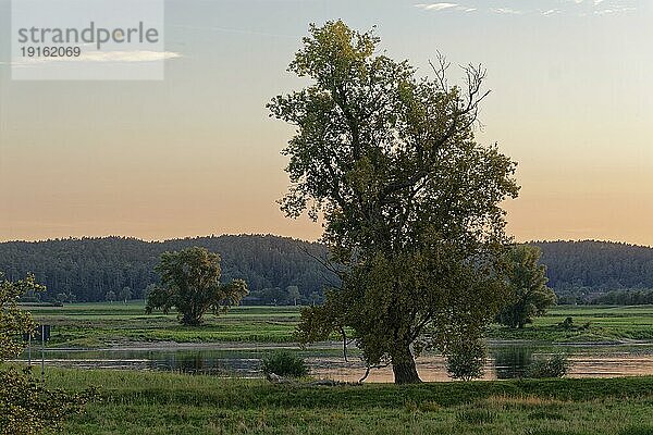 Morgenstimmung in der Elbaue bei Darchau im UNESCO Biosphärenreservat Flusslandschaft Elbe. Amt Neuhaus  Niedersachsen  Deutschland  Europa