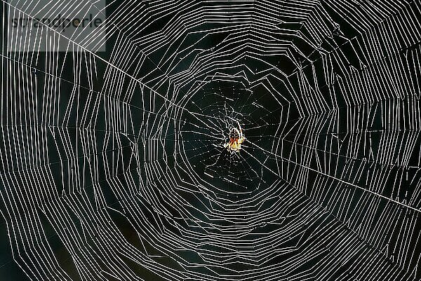Spinnennetz im Gegenlicht  Bayern  Deutschland  Europa