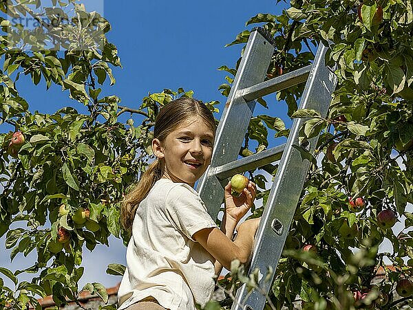 Junge auf Leiter pflückt Äpfel am Baum und freut sich  Deutschland  Europa