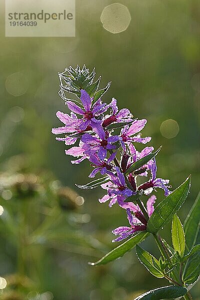 Blutweiderich (Lythrum salicaria)  Blüte im Gegenlicht mit Tautropfen  Biosphärenreservat Mittlere Elbe  Sachsen-Anhalt  Deutschland  Europa