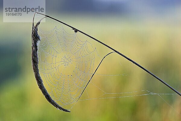 Spinnennetz mit Tautropfen an einem Grashalm im Gegenlicht  Biosphärenreservat Mittlere Elbe  Sachsen-Anhalt  Deutschland  Europa