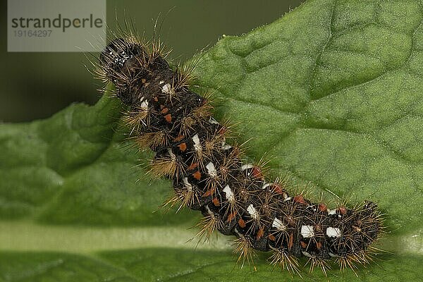 Ampfer-Rindeneule (Acronicta rumicis) Erwachsene Raupe auf einem Blatt  Baden-Württemberg  Deutschland  Europa