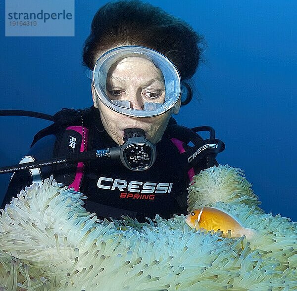 Taucherin betrachtet aus nächster Nähe symbiotisches Verhalten Symbiose von Halsband-Anemonenfisch (Amphiprion perideraion) lebt zusammen mit Prachtanemone (Heteractis magnifica)  Pazifik  Insel Yap  Yap State  Karolineninseln  FSM  Föderierte Staaten von Mikronesien  Australien  Ozeanien