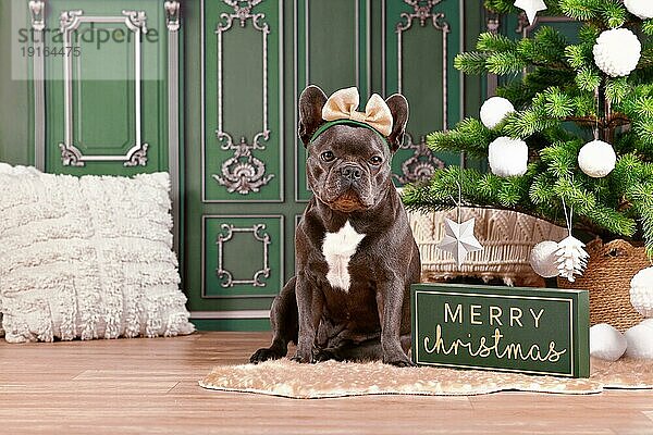 Französische Bulldogge mit Schleifenstirnband neben einem Weihnachtsbaum und einem Schild Frohe Weihnachten