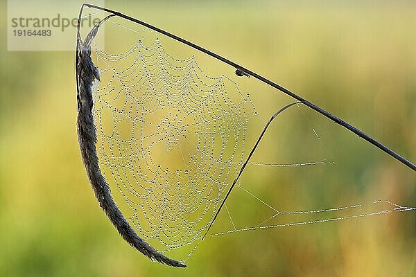 Spinnennetz mit Tautropfen an einem Grashalm im Gegenlicht  Biosphärenreservat Mittlere Elbe  Sachsen-Anhalt  Deutschland  Europa