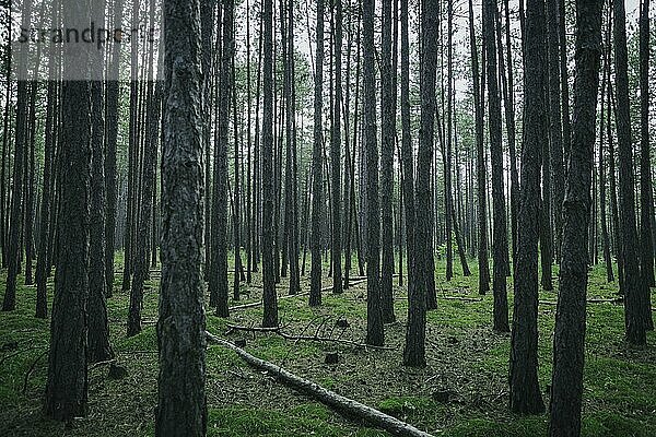 Wald  düster  Föhrenwald  Niederösterreich  Österreich  Europa