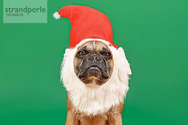 Französische Bulldogge Hund mit lustigen Weihnachten Santa Hut und weißen Bart Kostüm auf grünem Hintergrund