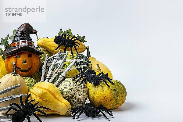 Verschiedene Zierkürbisse mit Efeuranke  Skeletthänden  Halloweenkürbis und Spinnen  weißer Hintergrund  Kopierraum