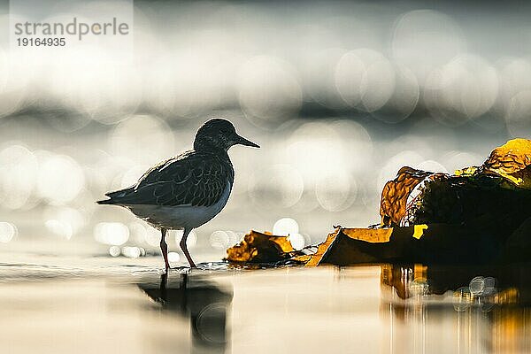 Steinwälzer (Arenaria interpres)  Vogel bei Ebbe am Strand im Bokehlicht