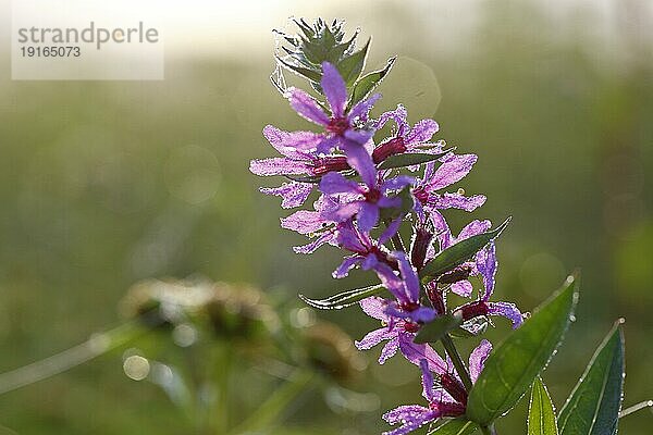 Blutweiderich (Lythrum salicaria)  Blüte im Gegenlicht mit Tautropfen  Biosphärenreservat Mittlere Elbe  Sachsen-Anhalt  Deutschland  Europa