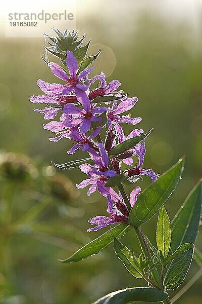 Blutweiderich (Lythrum salicaria)  Blüte im Gegenlicht mit Tautropfen  Biosphärenreservat Mittlere Elbe  Sachsen-Anhalt  Deutschland  Europa