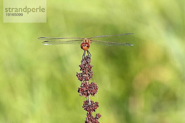 Blutrote Heidelibelle (Sympetrum sanguineum)  Frontalansicht  ruht auf der Ansitzwarte  Biosphärenreservat Mittlere Elbe  Sachsen-Anhalt  Deutschland  Europa