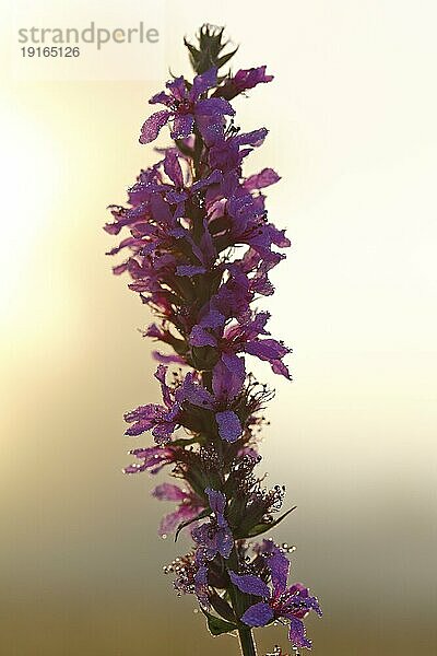 Blutweiderich (Lythrum salicaria)  Blüte im Gegenlicht mit Tautropfen  Biosphärenreservat Mittlere Elbe  Sachsen-Anhalt  Deutschland  Europa